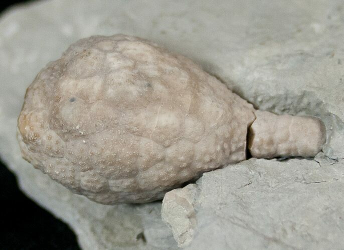 D Cystoid (Holocystites) Fossil - Indiana #17275